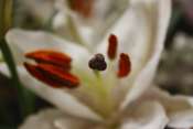 _MG_0060