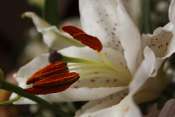 _MG_0059