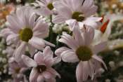 Fleurs