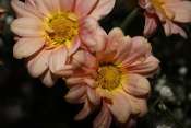IMG_0037