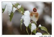27112010-IMG_9166