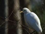 Heron_garde-boeufs_4