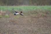 canard