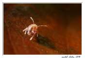 246_07122010-collembole_flou