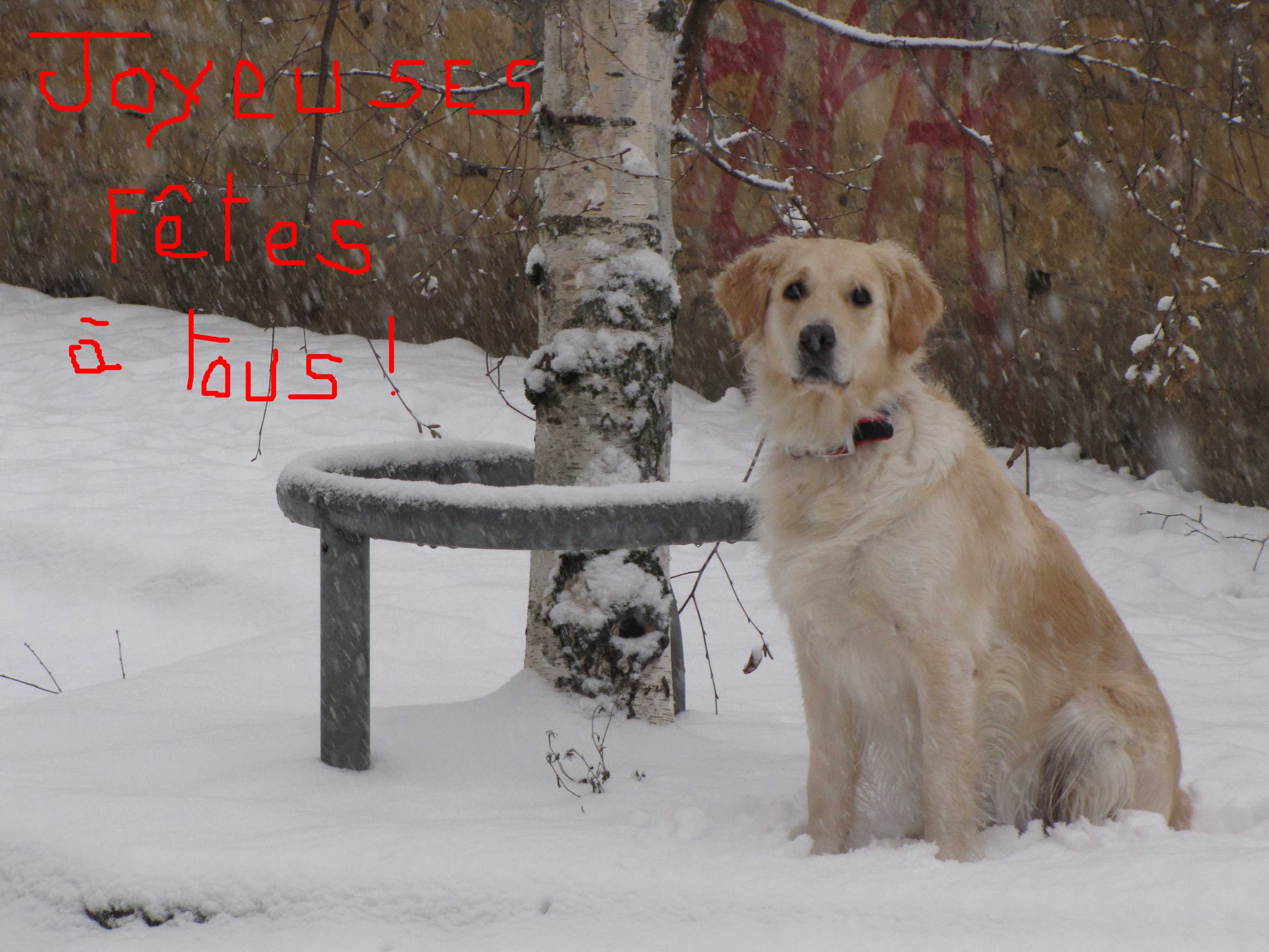 voir l'image en taille r�elle