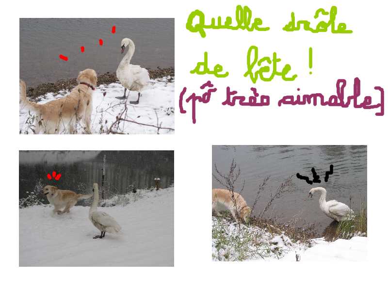 voir l'image en taille r�elle