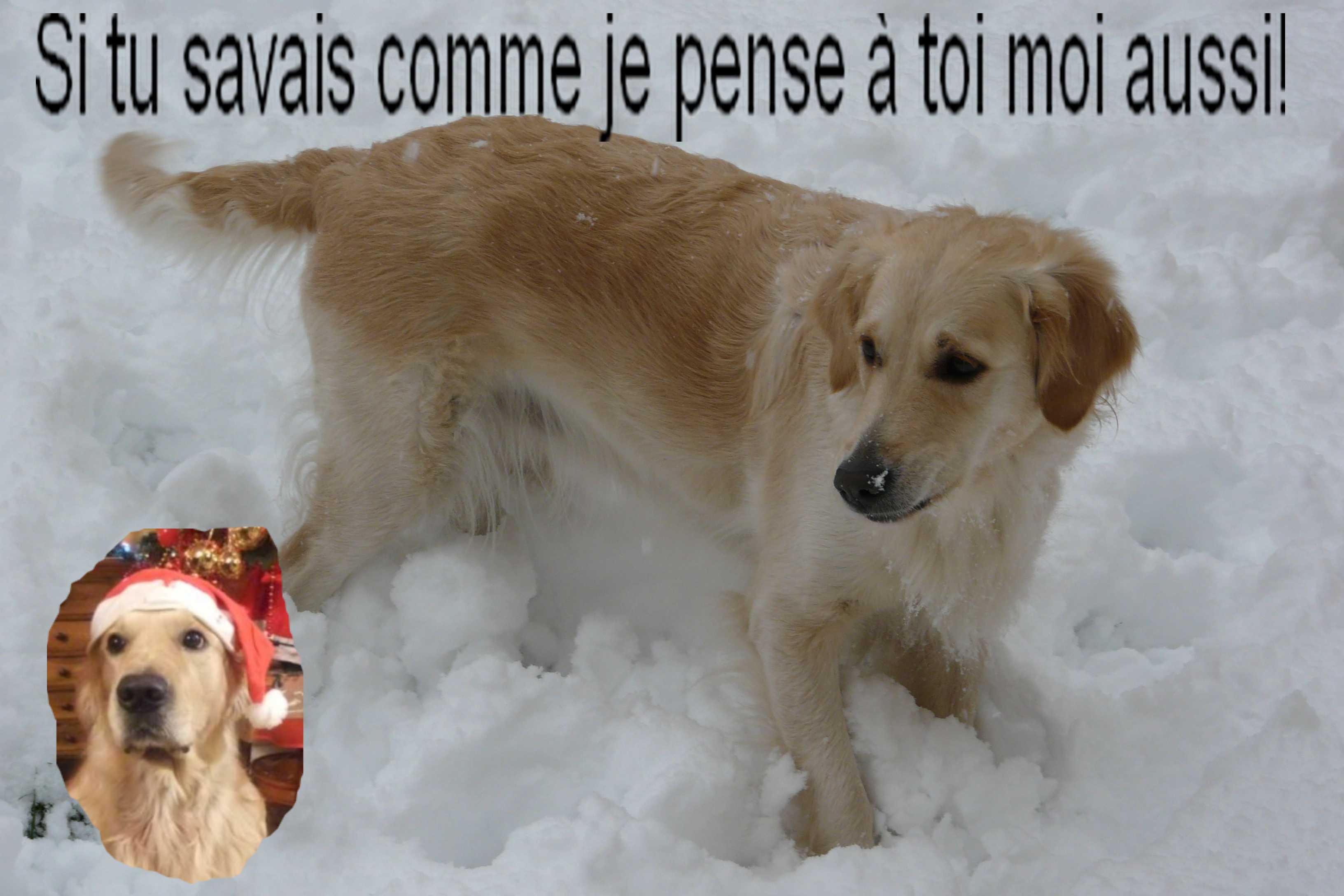 voir l'image en taille r�elle