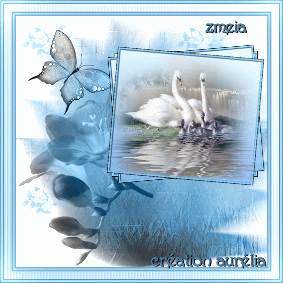 cygne-chez