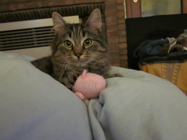 Un Chat Qui Ne Sort Pas Est Il Malheureux Adoption Chat Adulte à la SPA - Chats - FORUM Animaux