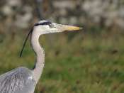 Heron_cendre_21
