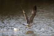 goeland_juv