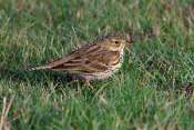 pipit