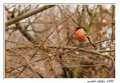 111_24012011-bouvreuil