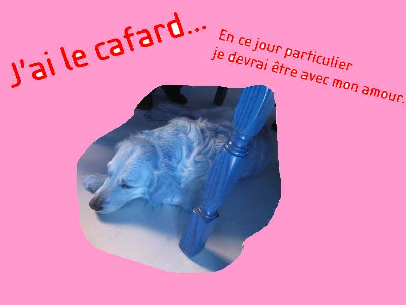 voir l'image en taille r�elle