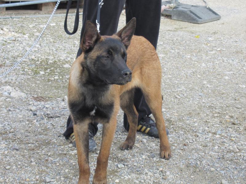 Que pensez-vous de ce jeune malinois? Que pensez-vous de ce jeune malinois?