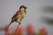 Moineau