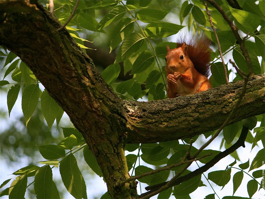 hebergeur image