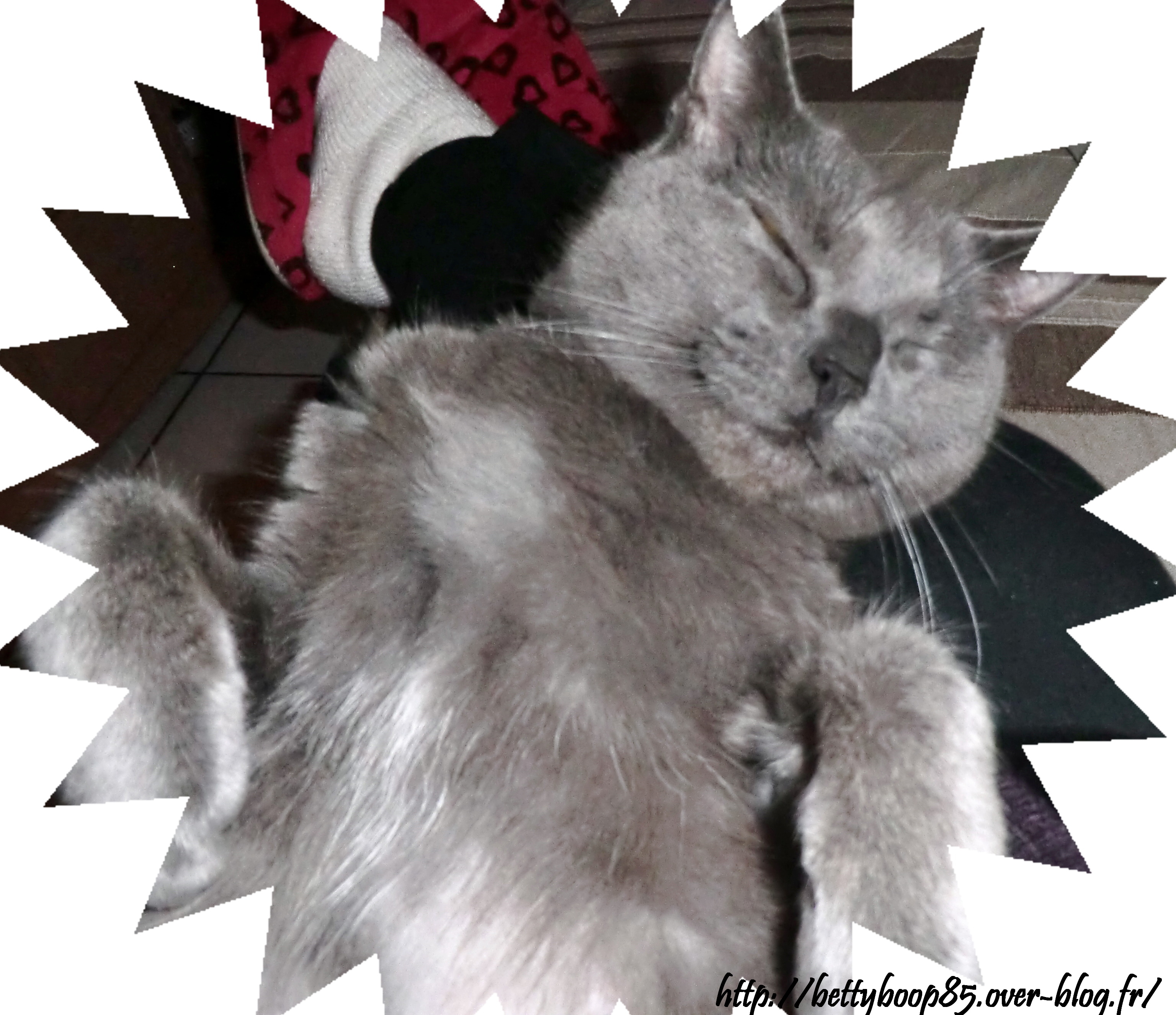 http://nsm05.casimages.com/img/2011/03/02//1103020652191149707745362.jpg