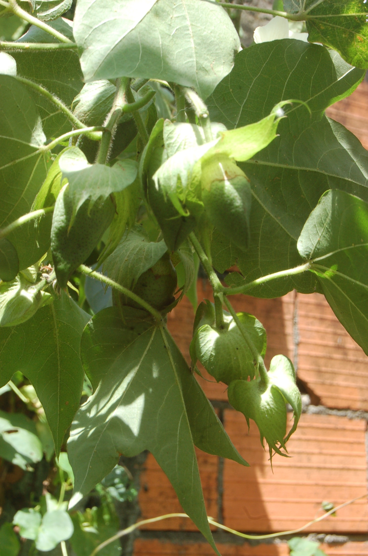 Capsules