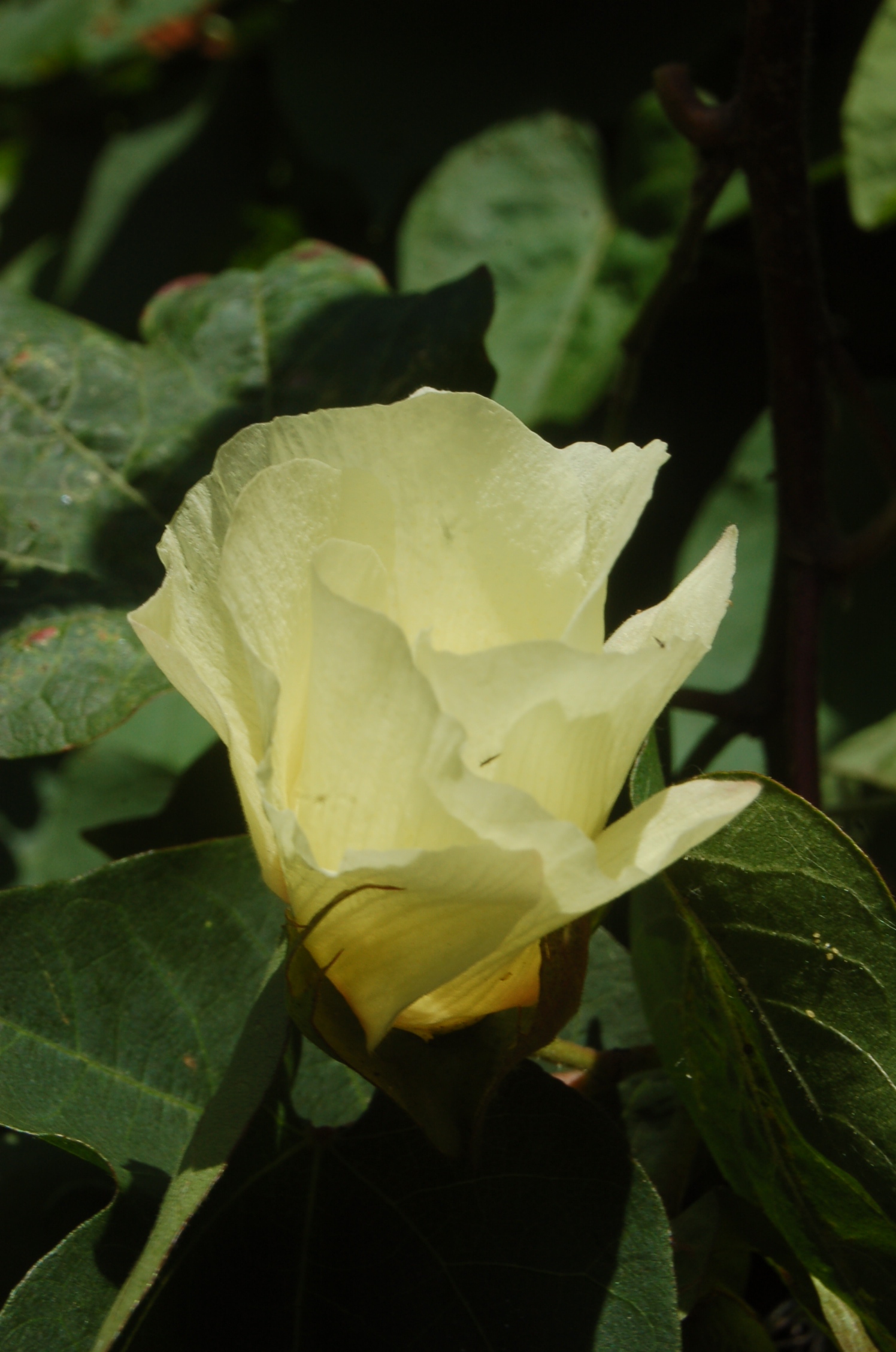 Fleur de Coton du jardin