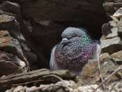 pigeon