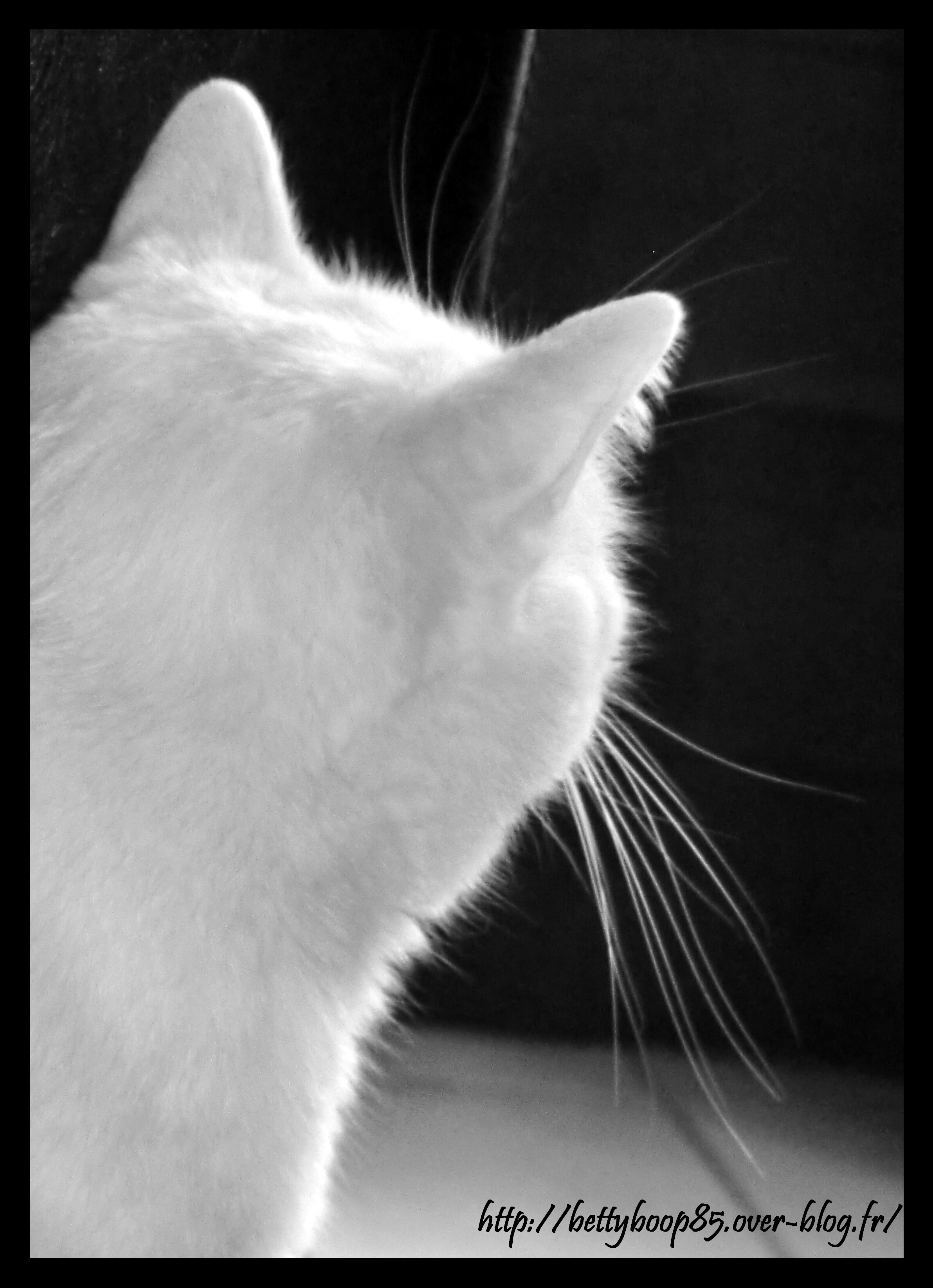 http://nsm05.casimages.com/img/2011/03/08//1103080906111149707783165.jpg