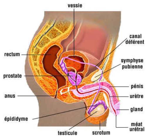 http://nsm05.casimages.com/img/2011/03/10//1103100927051007847794912.jpg