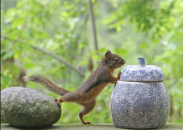 Petit curieux ! dans MONDE ANIMAL : 1103131059581066577807446