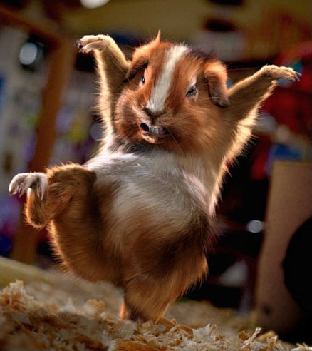Crazy Hamster Dance