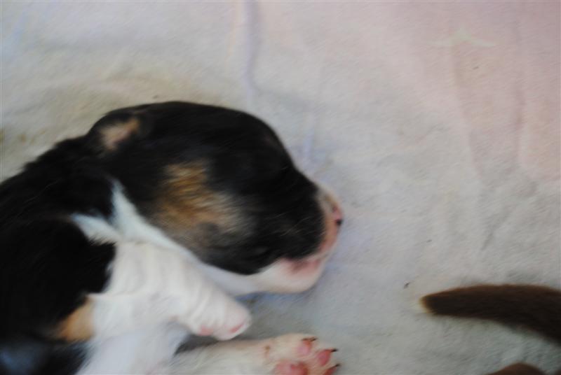 hebergeur image