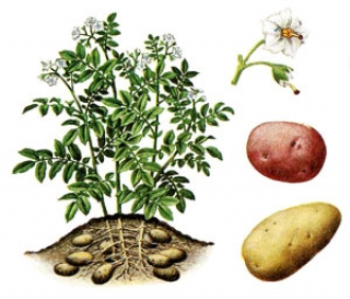 Histoire de la pomme de terre dans a) L'ARDECHE 110330055757673837909231