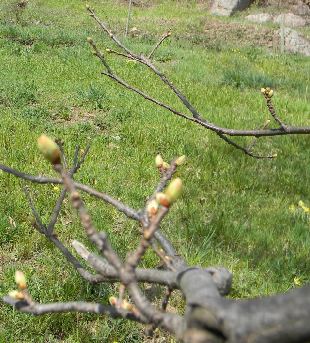hebergeur image