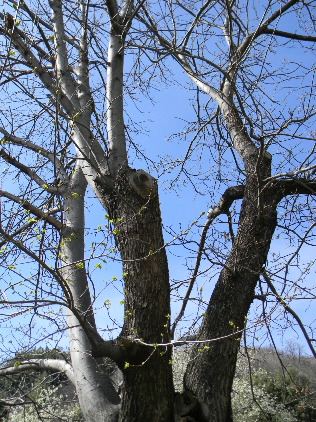hebergeur image