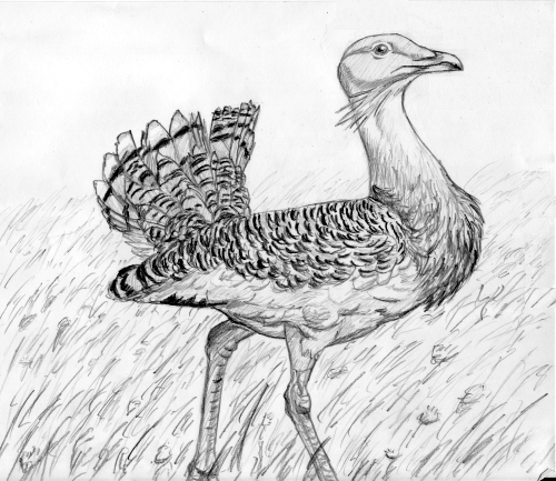 hebergeur image