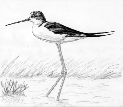 hebergeur image