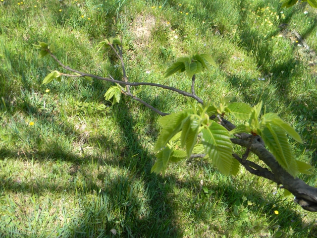 hebergeur image