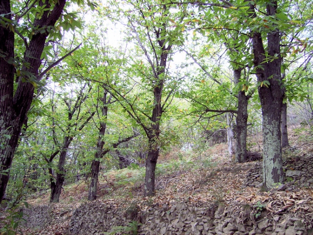 hebergeur image