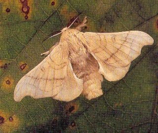 hebergeur image