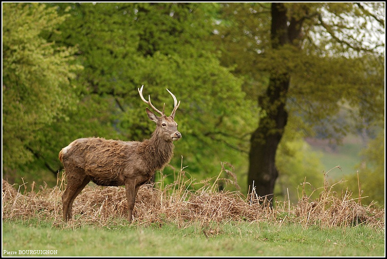 Cerf laphe au parc Richmond, par Pierre BOURGUIGNON, photographe animalier