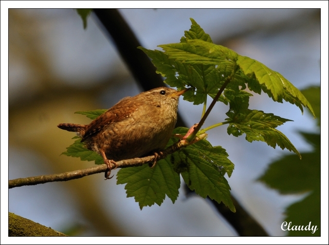 Troglodytes