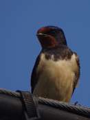 Hirondelle