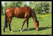Tsar