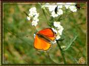 Nature-en-détail-168