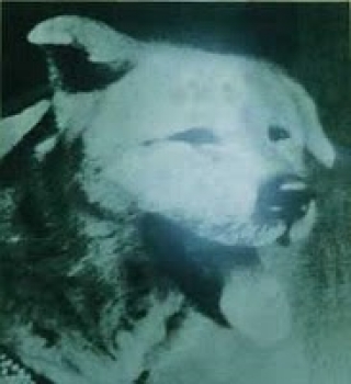 hebergeur image
