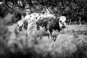 DSC_8265NB