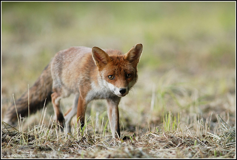 Renard Roux Vulpes Vulpes Par Pierre Bourguignon Photographe