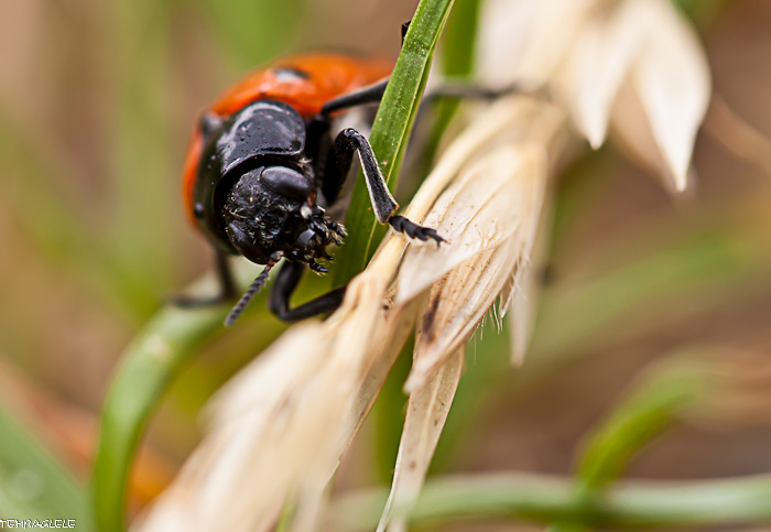 Insecte Qui Ressemble à Une Coccinelle Marron www.posepartage.fr