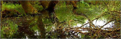 hebergeur image