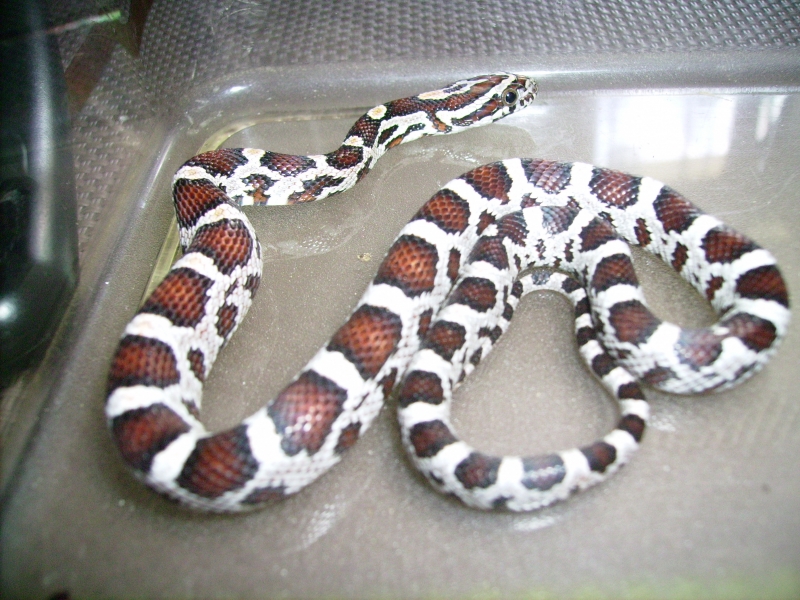 Pantherophis guttatus Miami (serpent des blés)