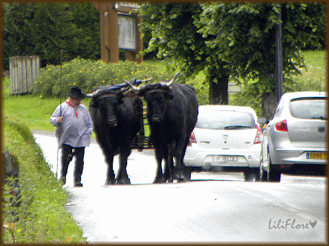 les rencontres de la vache